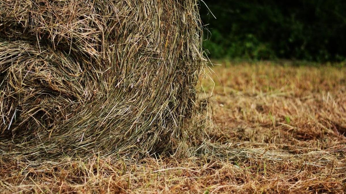 Moisture levels and forage quality are key factors in hay.