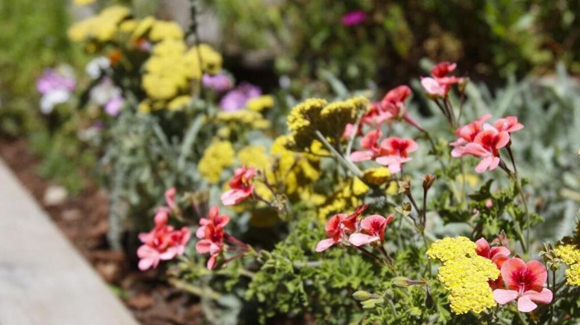 Garden Tips: Fall a good time to consider the trend of tidy gardens