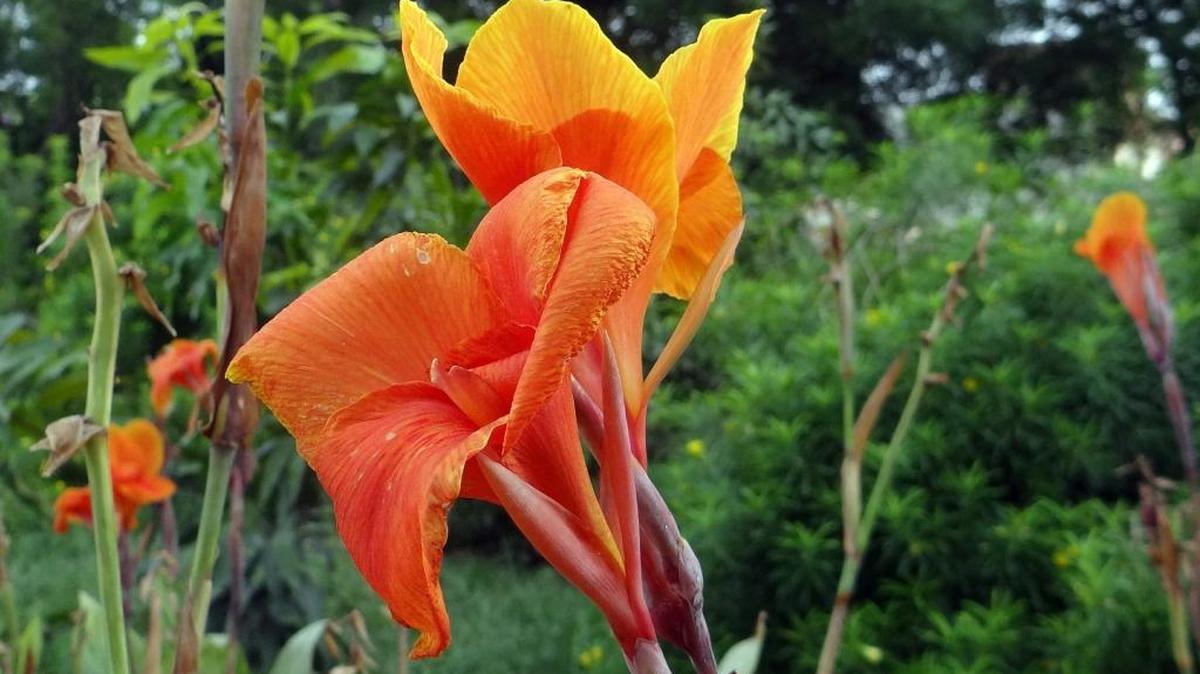 A new canna lily, called South Pacific Orange F1, is one of the 2018 All America Selection winners.