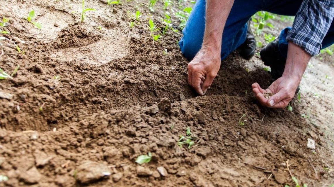 Garden Tips: Here are the best places to go to get your seeds