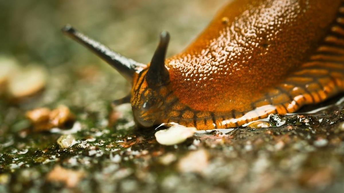 Slugs and snails are slimy pests that can do a number on your garden. April and August are the best months to go after them.