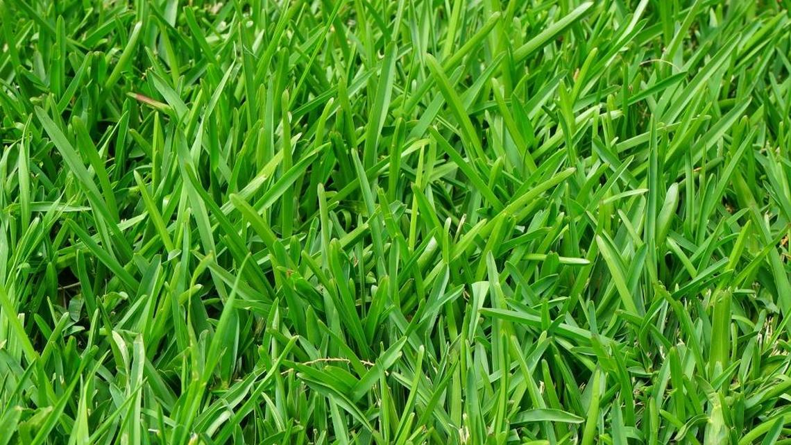 Garden Tips: Fertilize for Halloween or face scary lawn in the spring