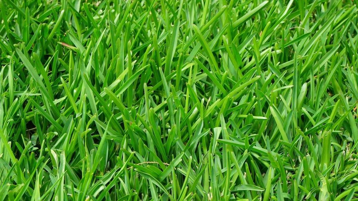 Fertilizer in the fall makes for a healthy, green lawn in the spring. But are putting down the right kind? And at the right time?