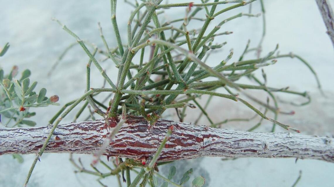 Garden Tips: Mistletoe may be cute above door frame, but it’s a parasitic plant