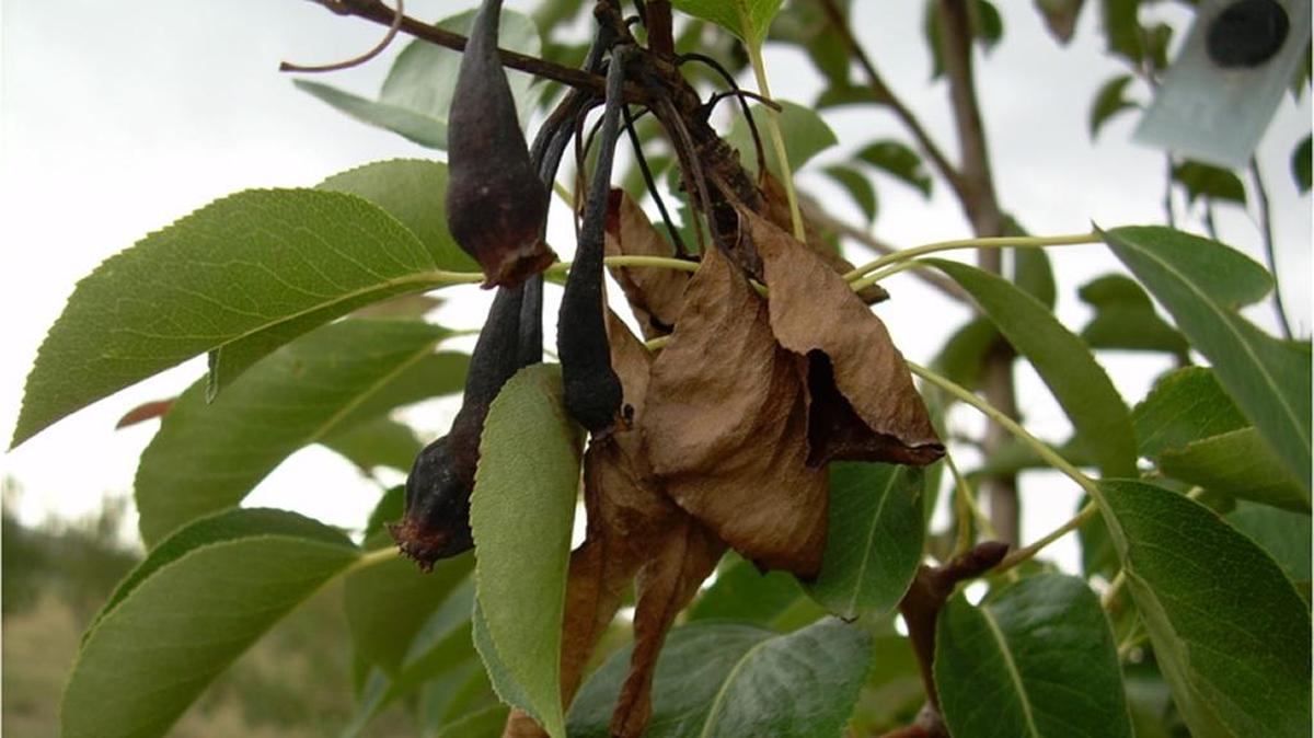 Fire blight (Erwinia amylovora) of a pear tree.