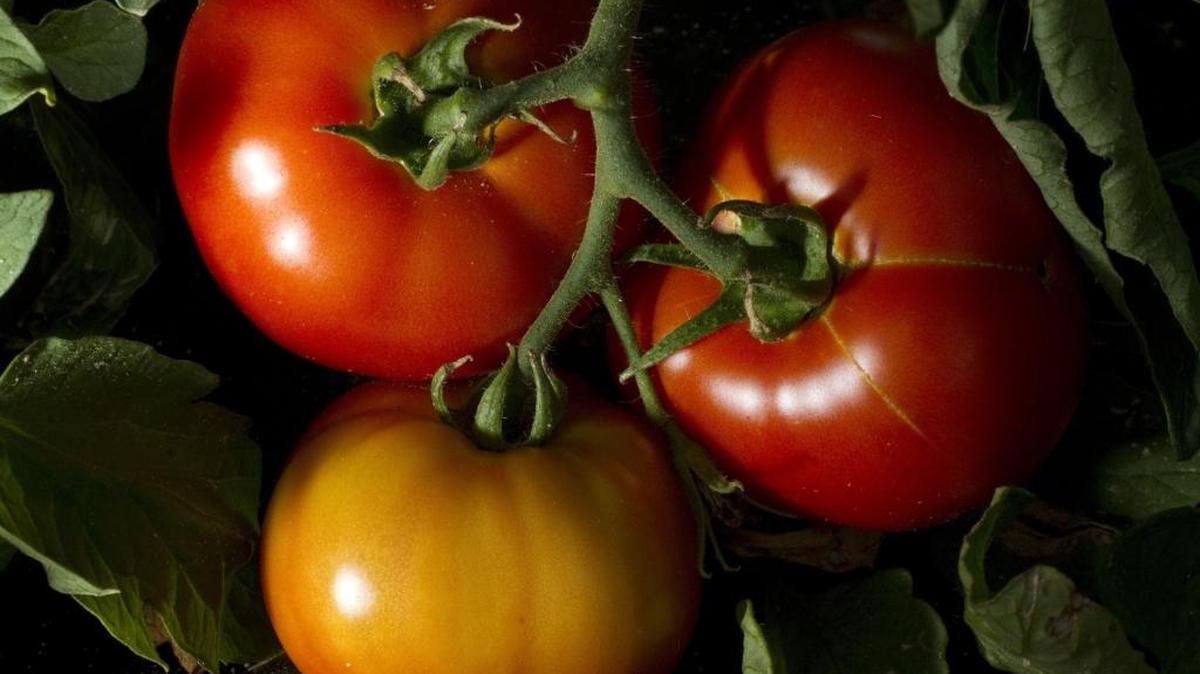When it comes to tasty tomatoes, redder doesn’t mean better. Heirloom tomatoes with their varied colors are becoming more popular with gardeners.
