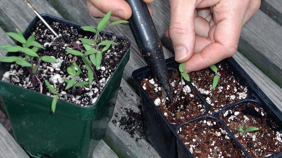 This is a photo of tomato seedlings in small containers being prepared for transplant. Tomatoes are the most rewarding and easiest vegetable to grow as transplants.