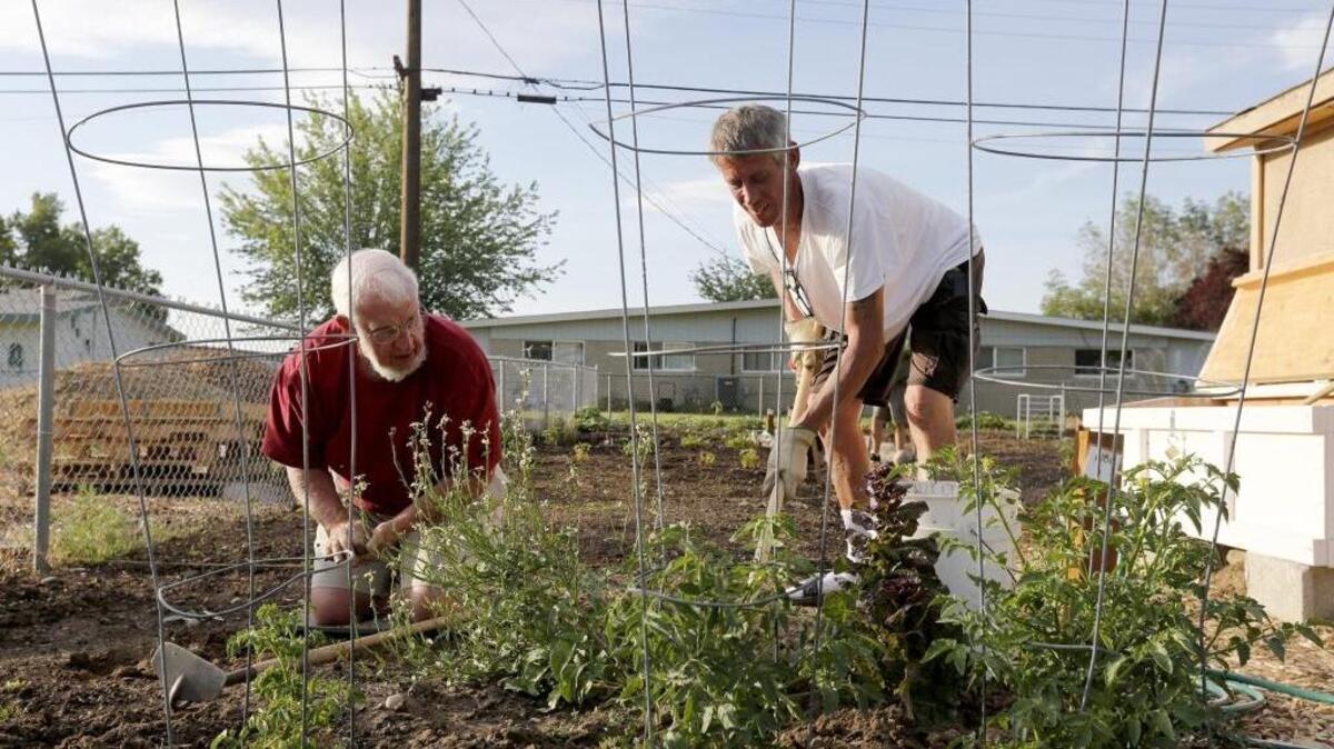 To hoe or not to hoe or to use garden fabric or chemicals, instead, is an ages-old question for gardeners.
