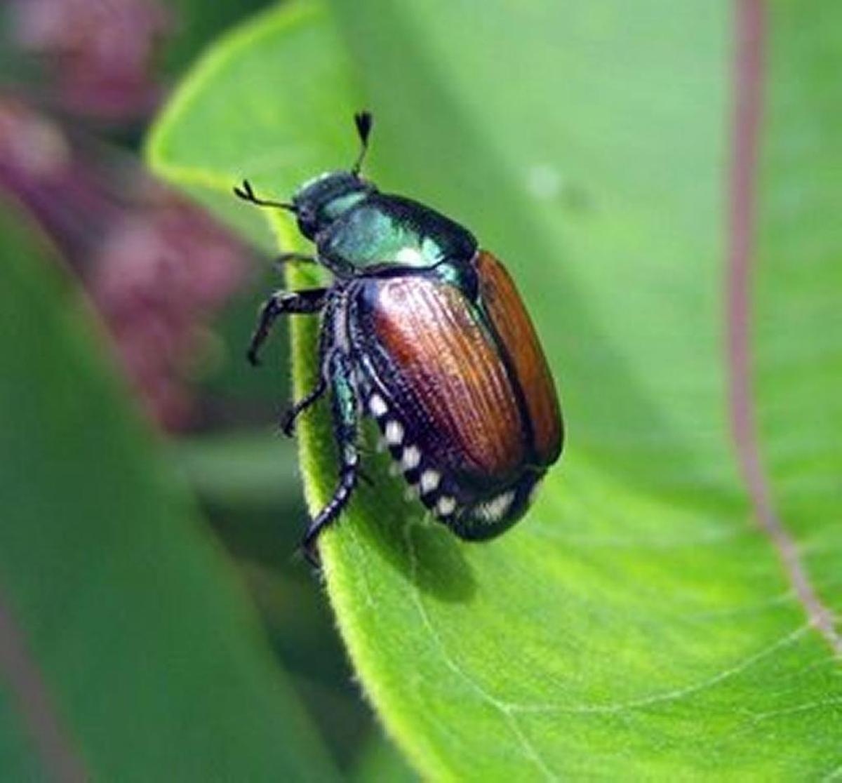 More than 400 invasive Japanese beetles were trapped in Pasco, Wash., in 2024.