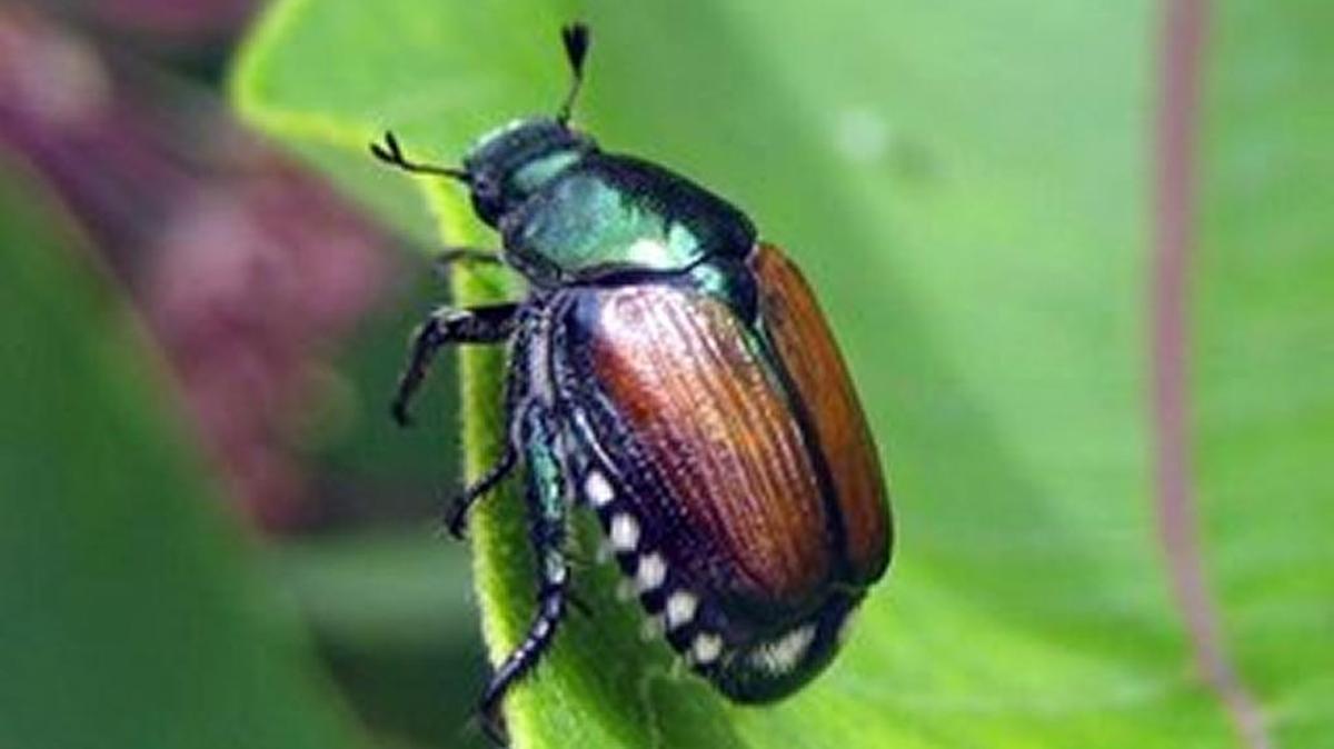 More than 400 invasive Japanese beetles were trapped in Pasco, Wash., in 2024.