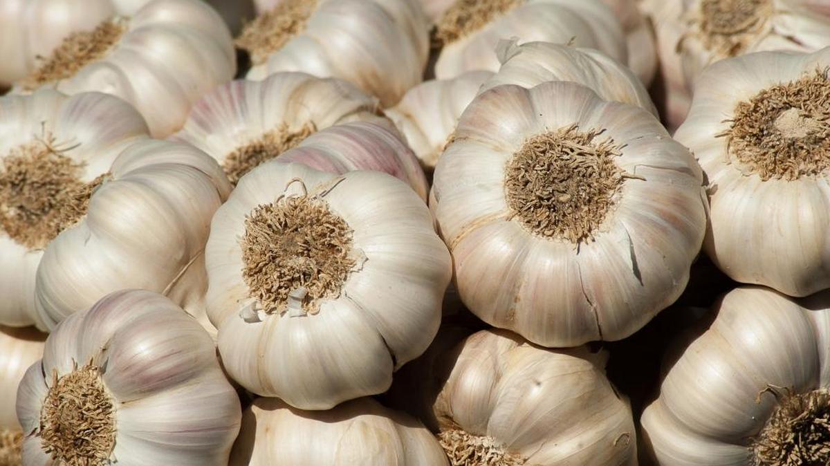 Garlic is one of the most popular ingredients, and it is not too difficult to grow in your own garden.