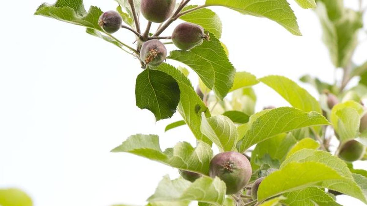 Home gardeners should plant only dwarf apple, pear and cherry trees because they are easier to spray for pests and easier to prune.