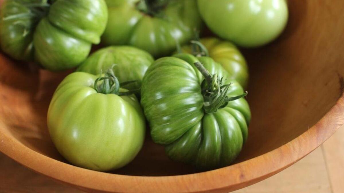 
Our tendency as gardeners is to leave tomatoes on the vine until frost threatens, and then pick everything that has some color. Avoid this scramble by picking mature green tomatoes ahead of time.

