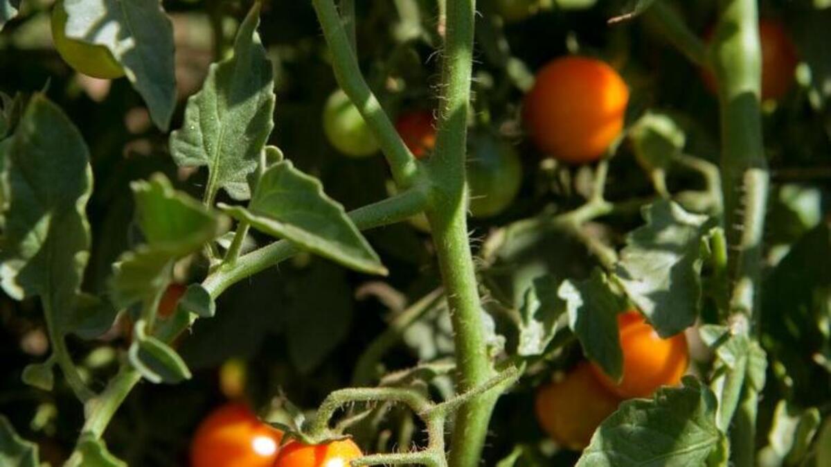 Novice gardeners seeking tomato plans in seed catalogs might wonder at some of the terms used to describe specific varieties, like heirloom.