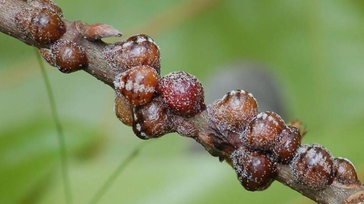 A scale insect infestation is a sign that a tree is in poor health, making it susceptible to the tiny insects.