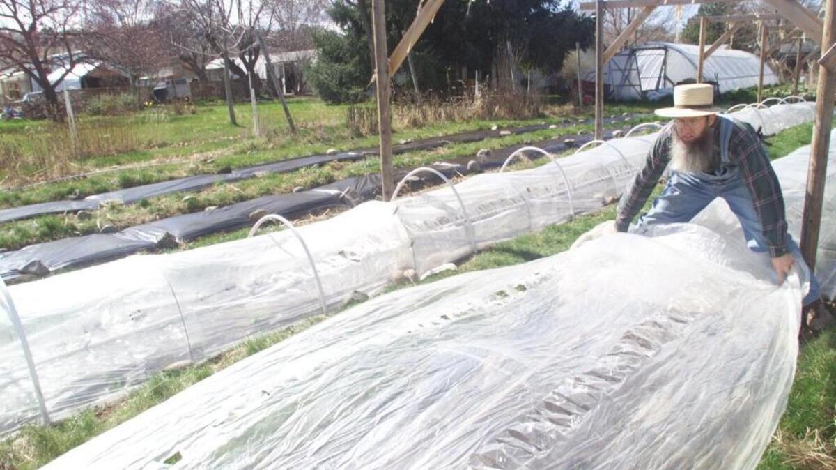 Plastic mulch will help the soil warm more quickly. Thicker plastic, or double layers of plastic, retain heat longer at night. Remove the plastic mulch just before planting, and reuse it again next year.