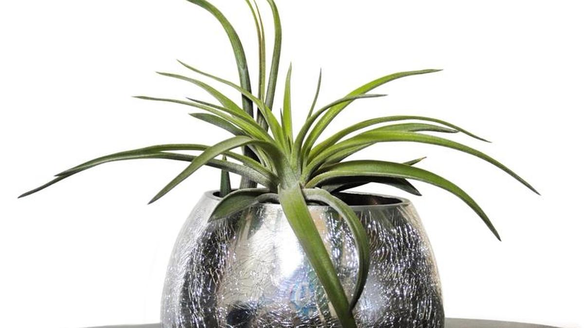 Tillandsia, also called air plants, are used to create charming dish and hanging gardens.