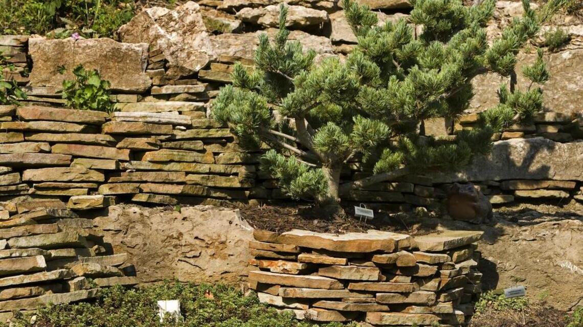 Garden Tips: Why are the evergreens dying?