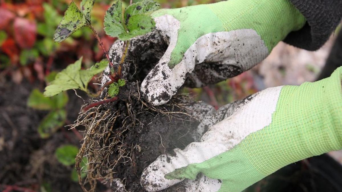 A strawberry plant is dug up during cleanup day at the Fairlawn Community Gardens in Fairlawn, Ohio. The changing of the season to Fall brings landscaping chores to clean up from the summer and prep for winter’s cold.