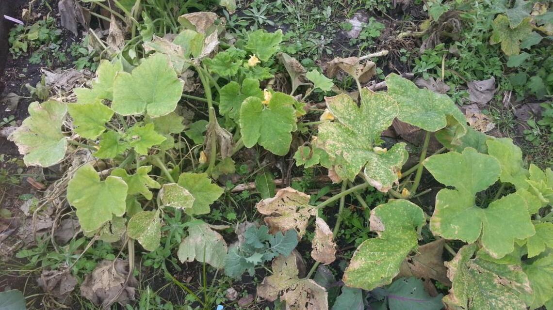 Garden Tips: Wind is tough on garden plants