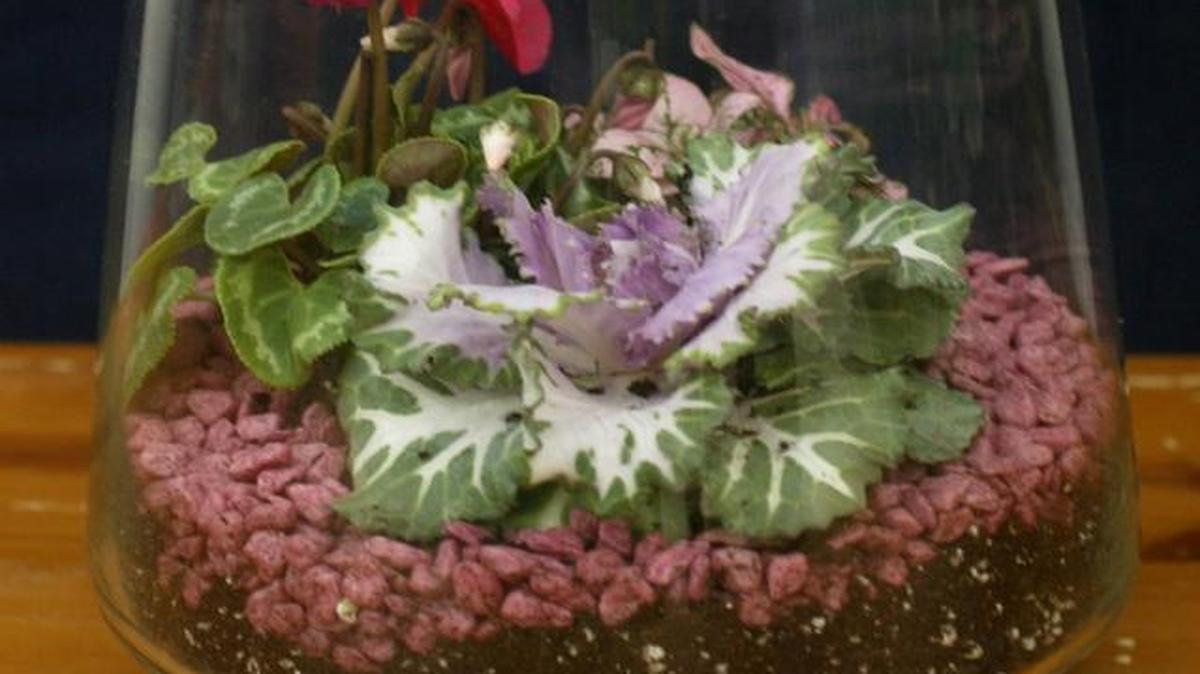 Terrariums have been rediscovered by a new eco-minded generation as a way to connect with nature.