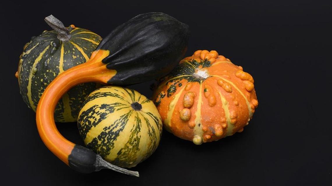 Garden Tips: What good are gourds? Decoration, vessels, music ... even eating