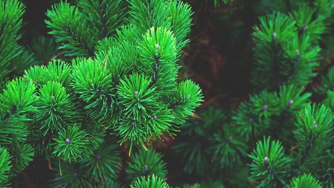 Garden Tips: Outdoor evergreens need no decorations to light up a smile