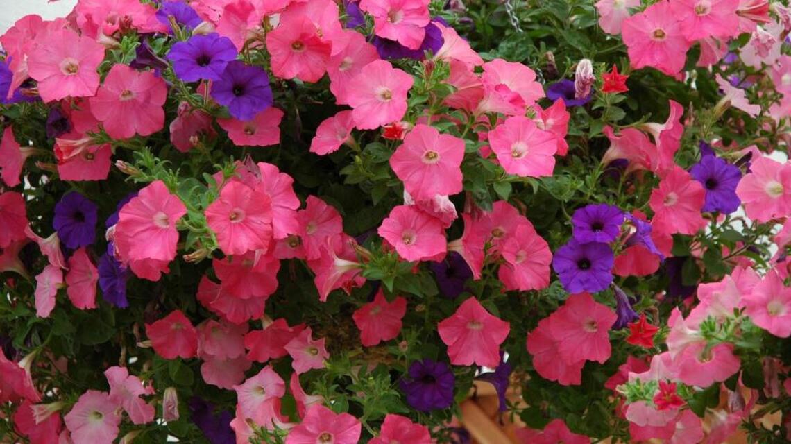 Garden Tips: Pretty petunias provide color all summer long