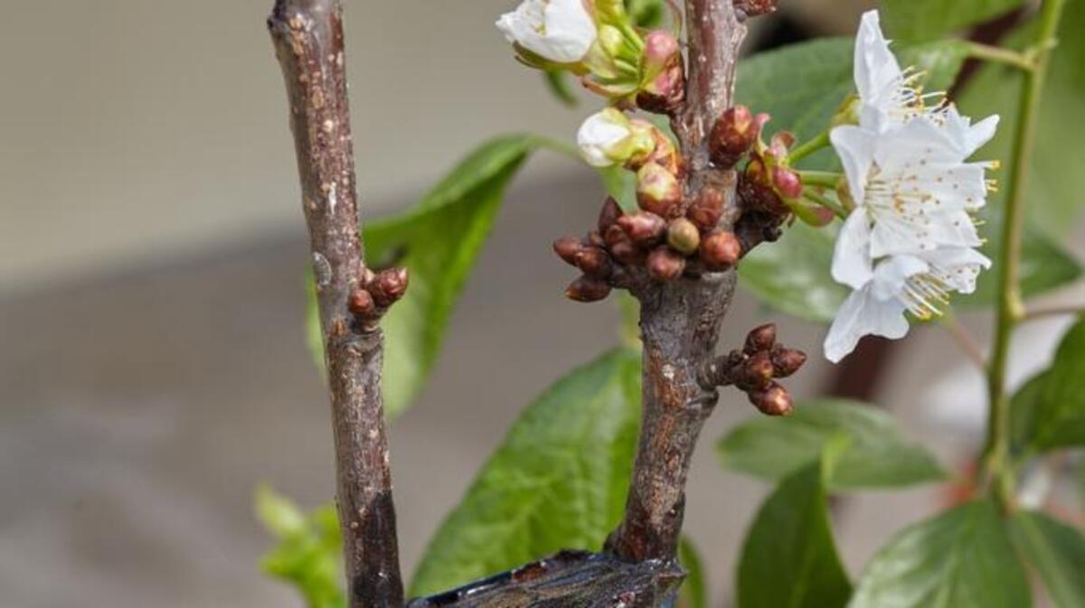 Cherry tree twigs are grafted over the trunk of a plum tree.