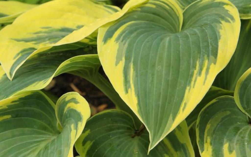 Garden Tips: Hostas are a great shade plant