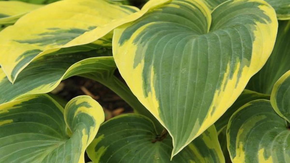 There are more than 2,500 cultivated varieties of hostas, like this First Frost Hosta.