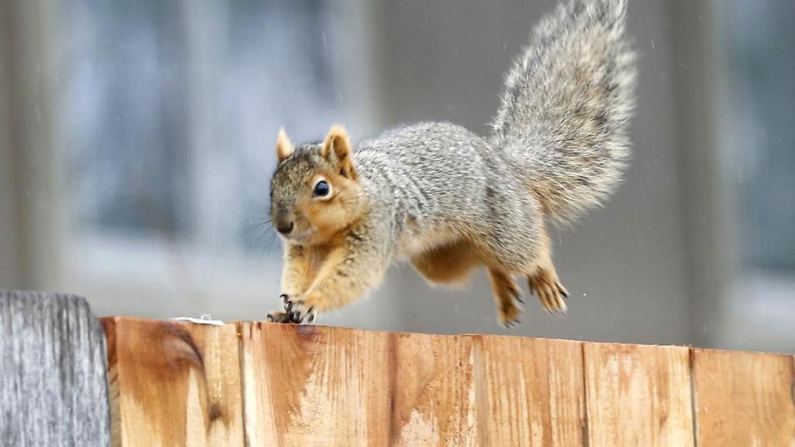 Cute, fuzzy and generally loveable, squirrels also can be pesky, garden-digging, tree-stripping rodent hoodlums. It’s all in the eye of the property holder.