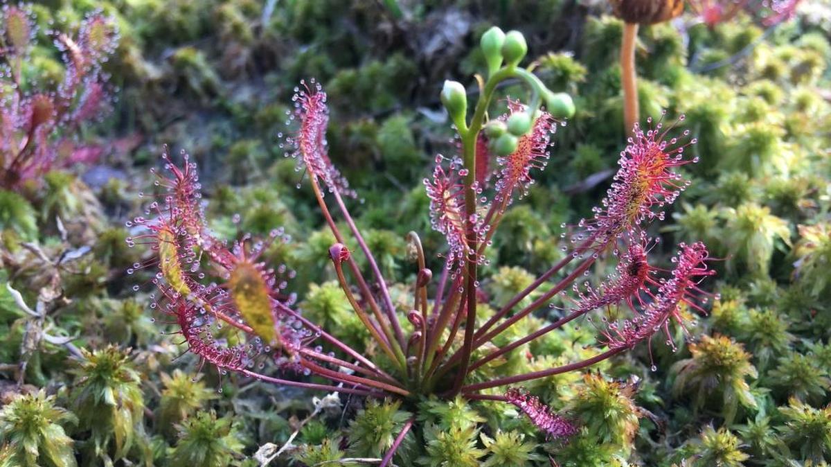 Peat moss is the the go-to ingredient for potting mixes. However, there is concern about its sustainability. A new product, PittMoss, hopes to take its place.