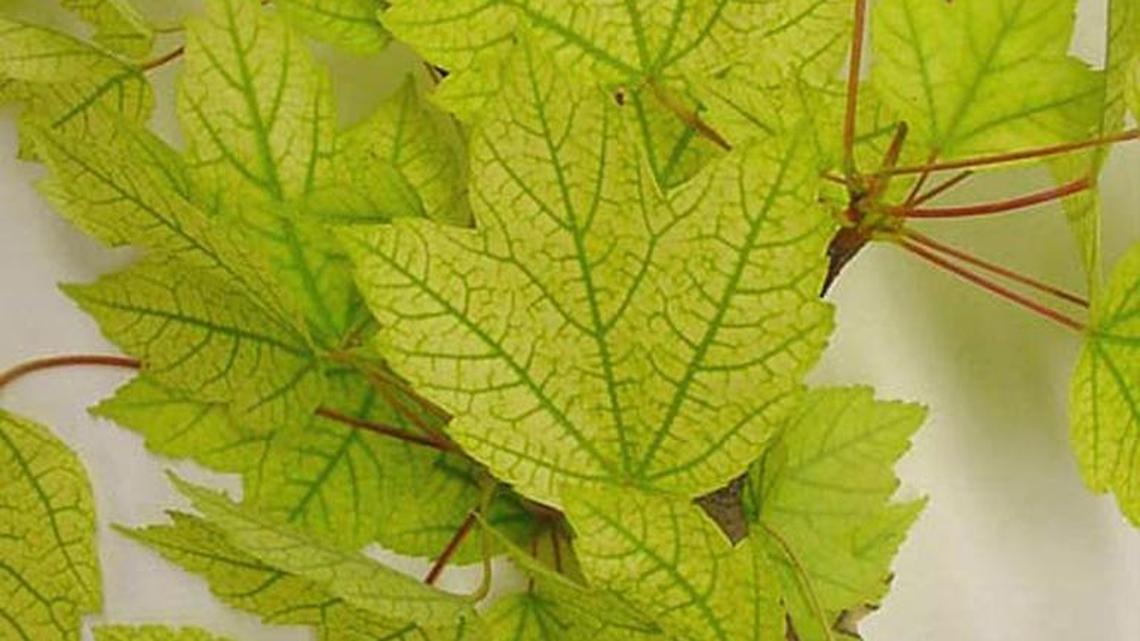 Garden Tips: Are yellowing tree leaves a sign of sickness?