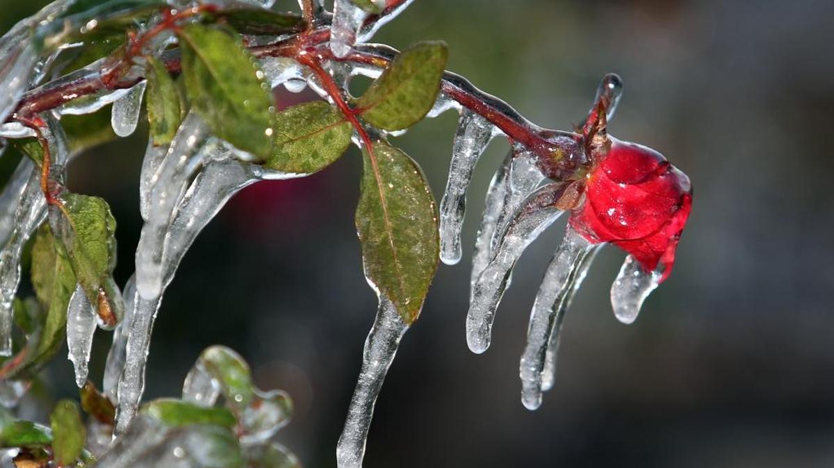 Icicles glisten on rose bushes as temperatures drop below freezing.
