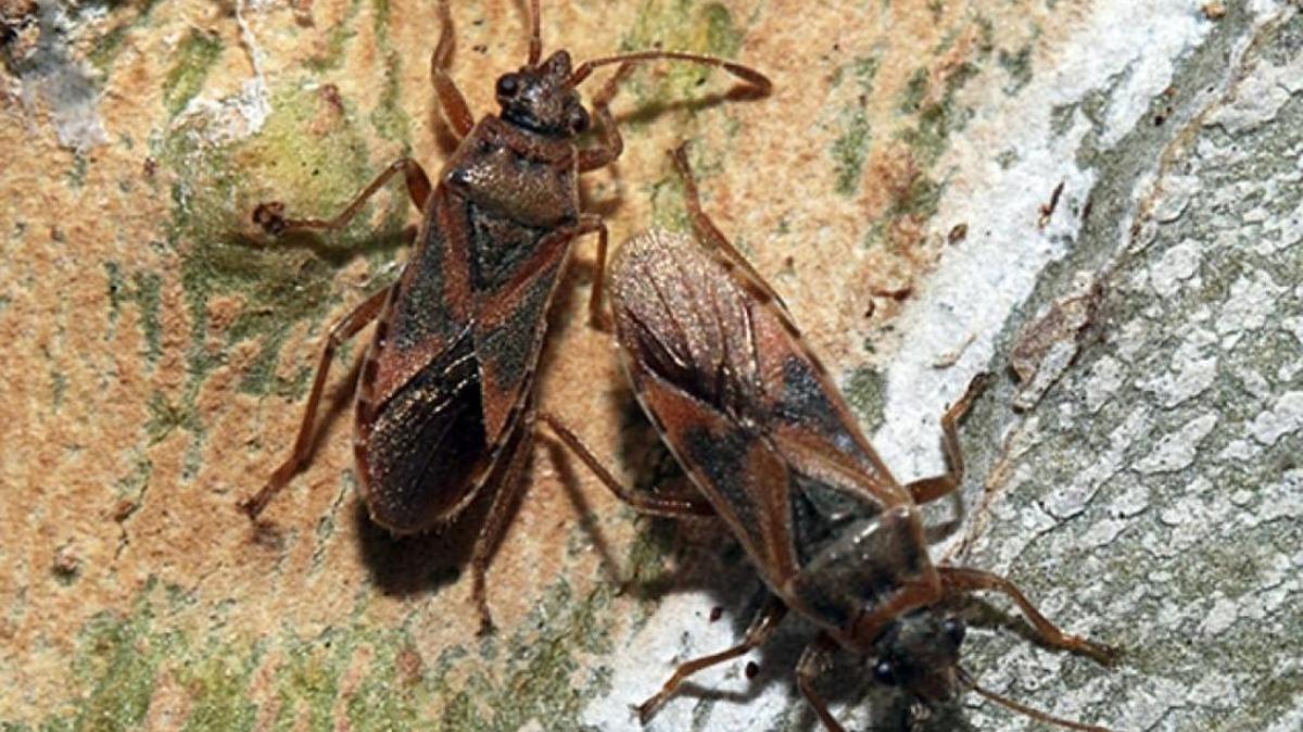 The elm seed bug, an invasive insect commonly found in south-central Europe, is a real pest again this summer in some Mid-Columbia homes. The quarter-inch bugs tend to enter buildings in huge swarms but do not pose a public health risk.