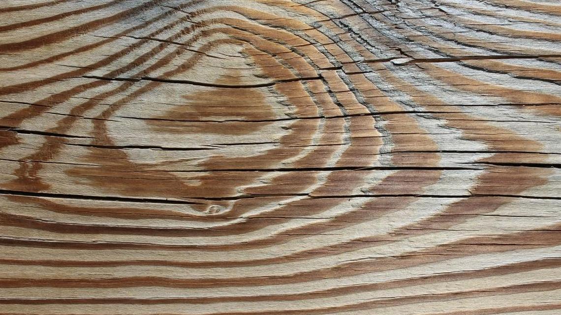 Garden Tips: Softwoods and hardwoods — it’s not all about the wood