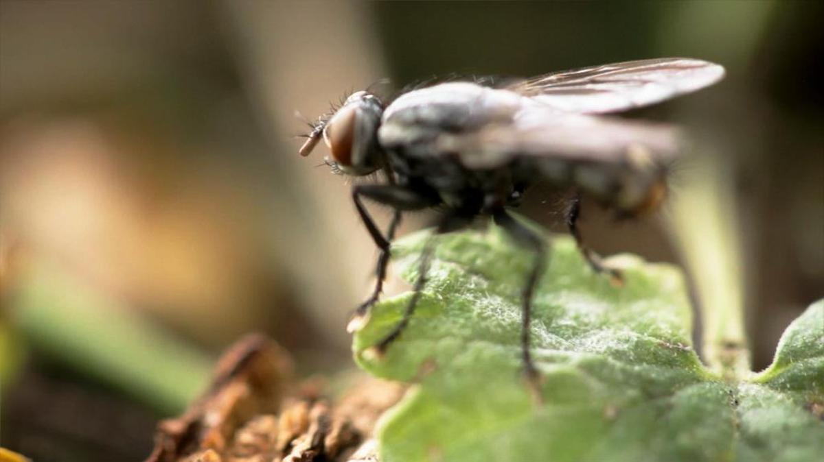Fruit flies are usually found around overripe or decaying fruit or veggies.