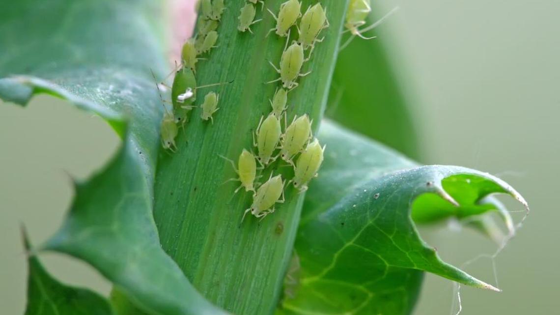 Garden Tips: Aphids bugging you? Learning how to manage the plant-suckers
