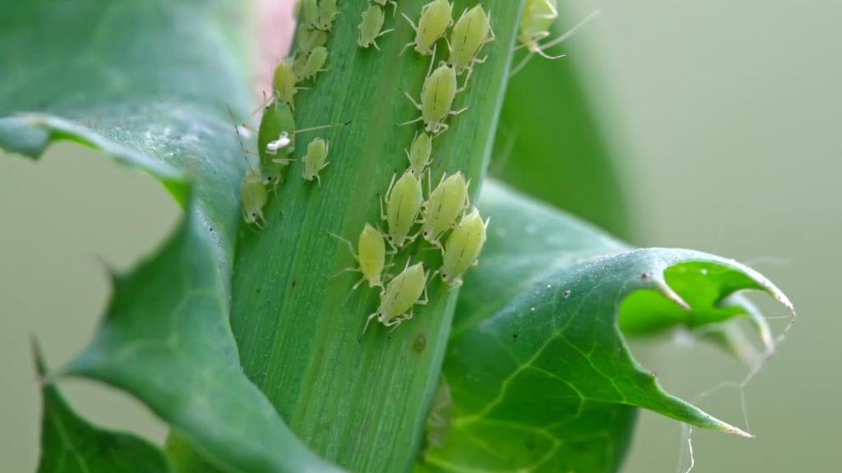 Aphids are pear-shaped insects with relatively small bodies an eighth of an inch or less in length. They are referred to as soft-bodied insects because they do not have a hard exoskeleton like many other insects.