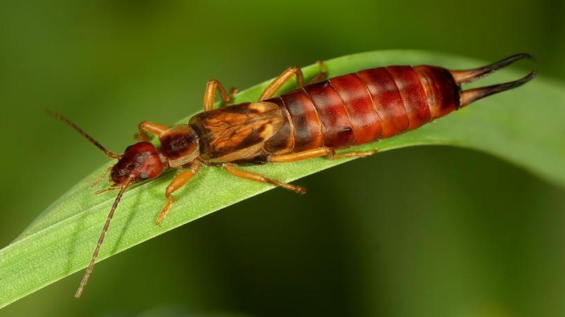 Garden Tips: Creatures I do not want in my house — earwigs