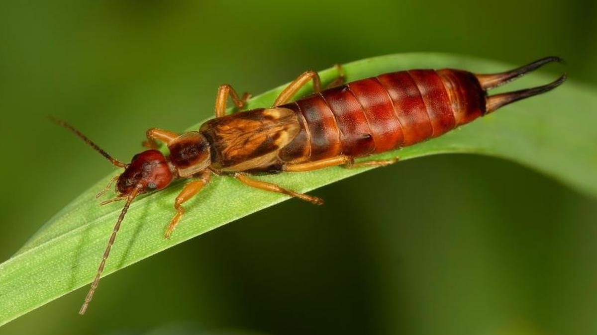 While earwigs are scavengers that feed primarily on dead insects and rotting organic matter, they can be a pest in your garden.