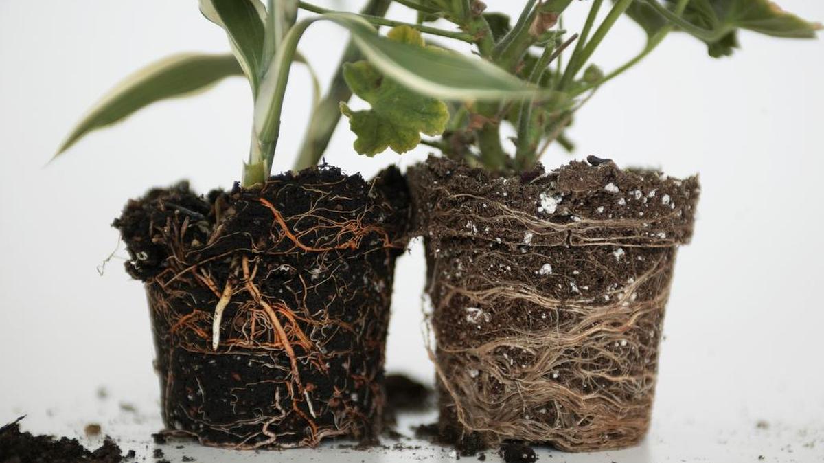 A mass of circular roots can stunt plant growth even after planting in a garden. Make sure to loosen and tease apart the roots to give the plant its best chance to thrive.