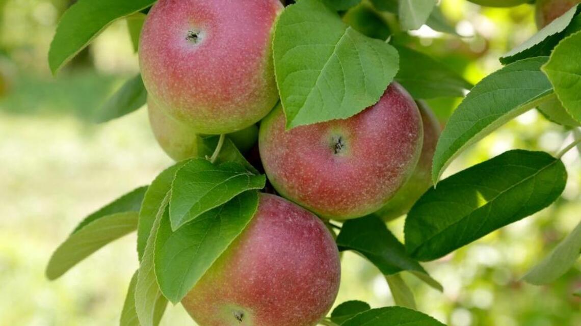 Garden Tips: The dilemma of determining fruit maturity and ripeness