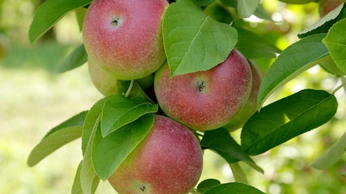 
The type of fruit depends on when you can harvest.
