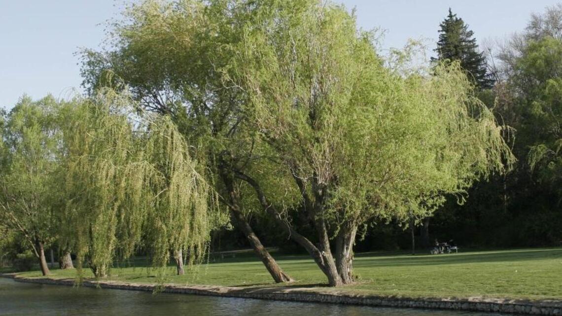 Garden Tips: Early leaf drop likely means trees heat stressed; surprise fruit plum puzzling