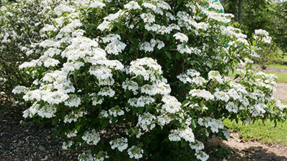 Garden Tips: New shrubs offer plenty of beauty in smaller forms
