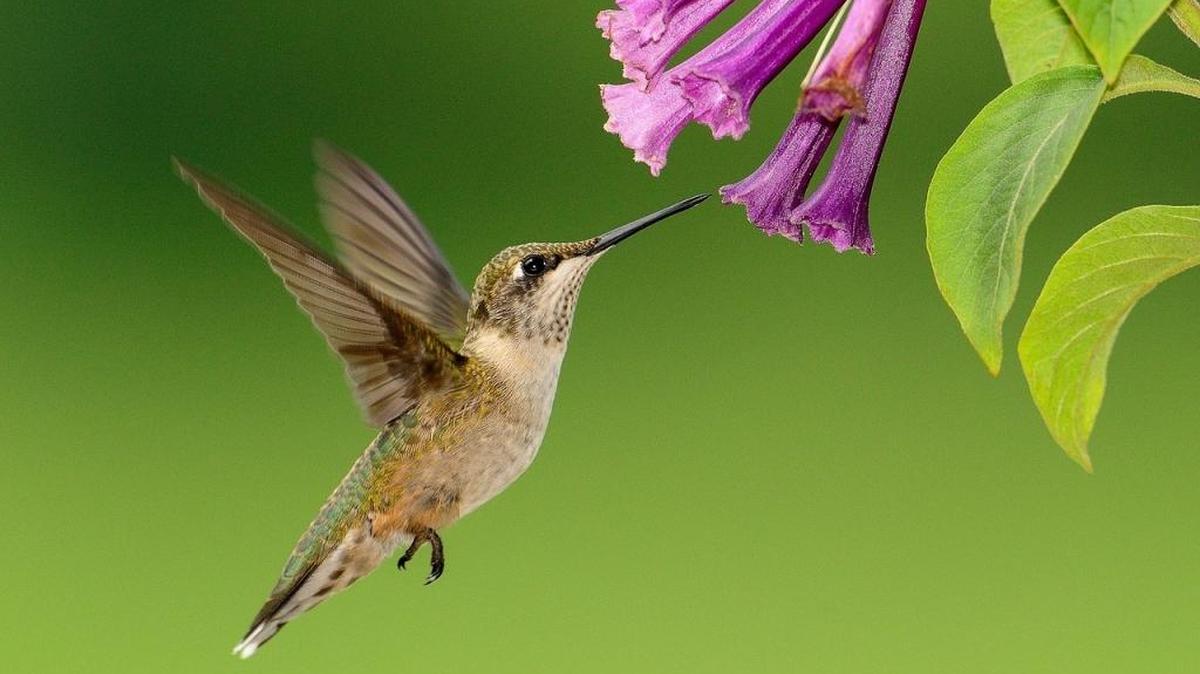 Kniphofia and Agastache are hummingbird magnets.