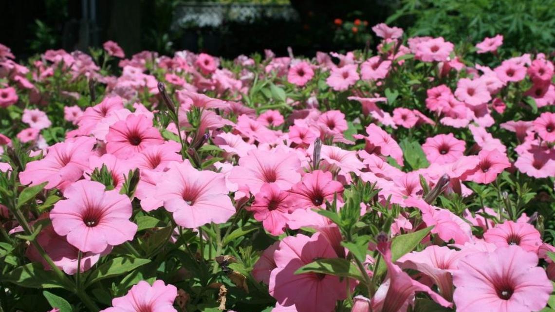 Garden Tips: New petunias