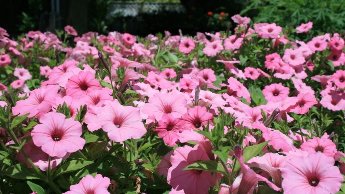 Using organic soil amendments can produce beautiful flowering displays such as these Vista Bubblegum Petunia Supertunias.